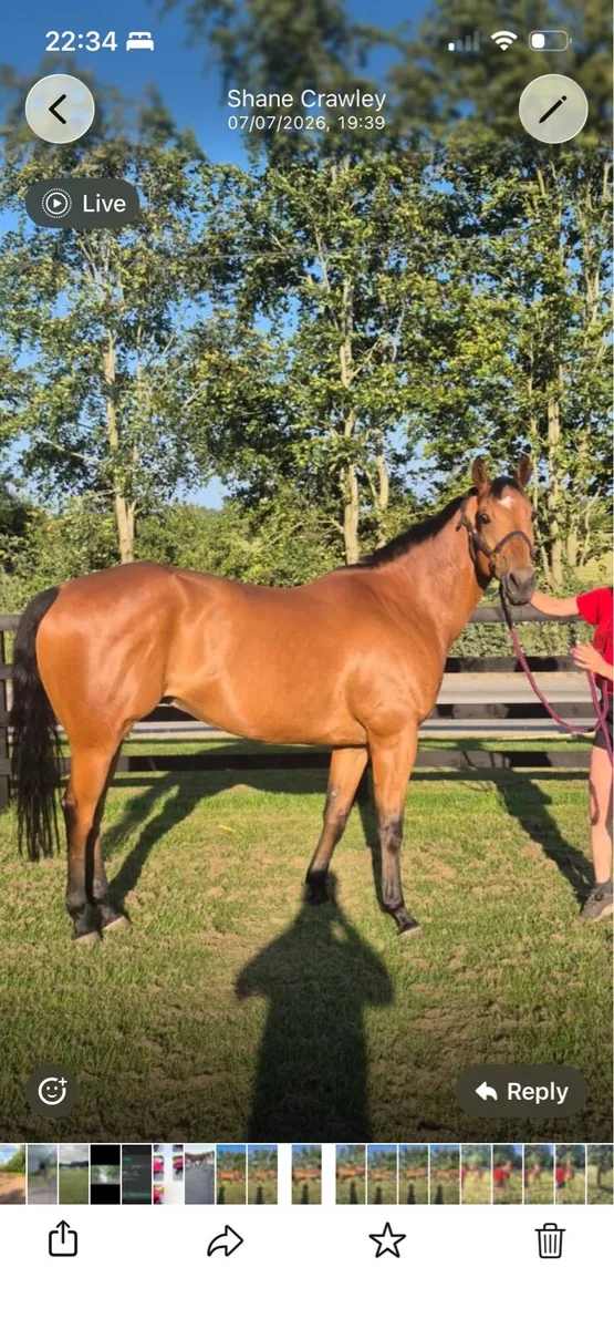 16  hm bay  all rounder gelding - Image 2