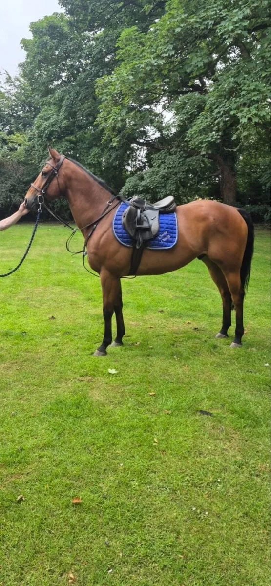 16  hm bay  all rounder gelding - Image 3