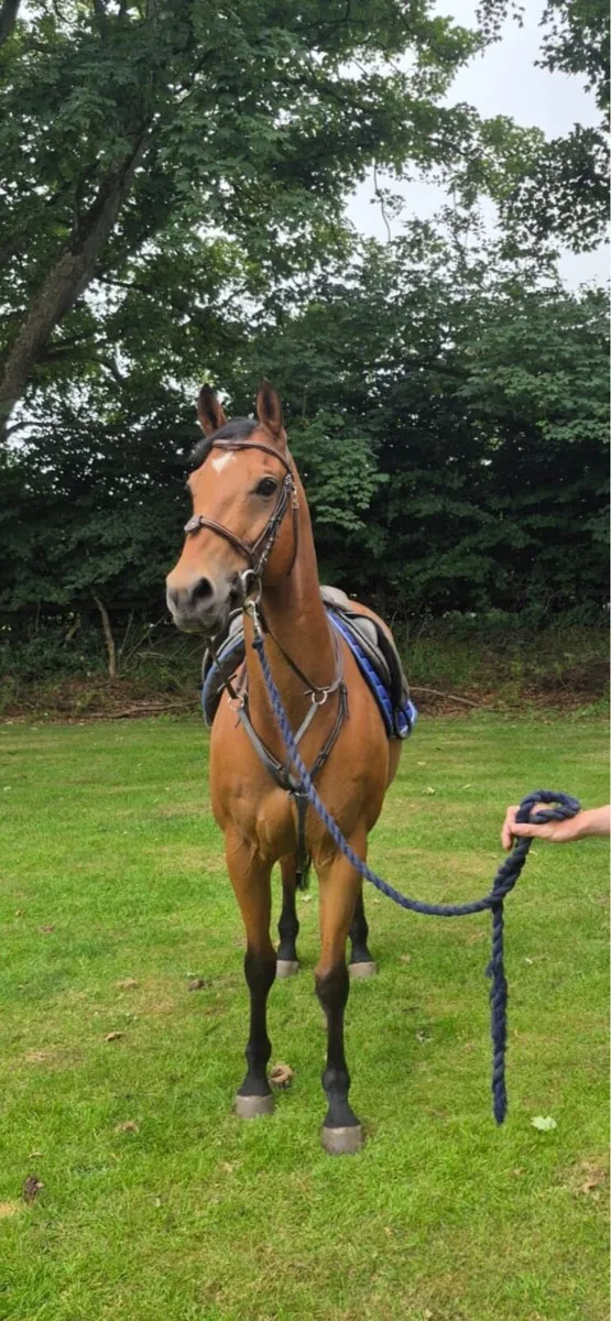 16  hm bay  all rounder gelding - Image 1