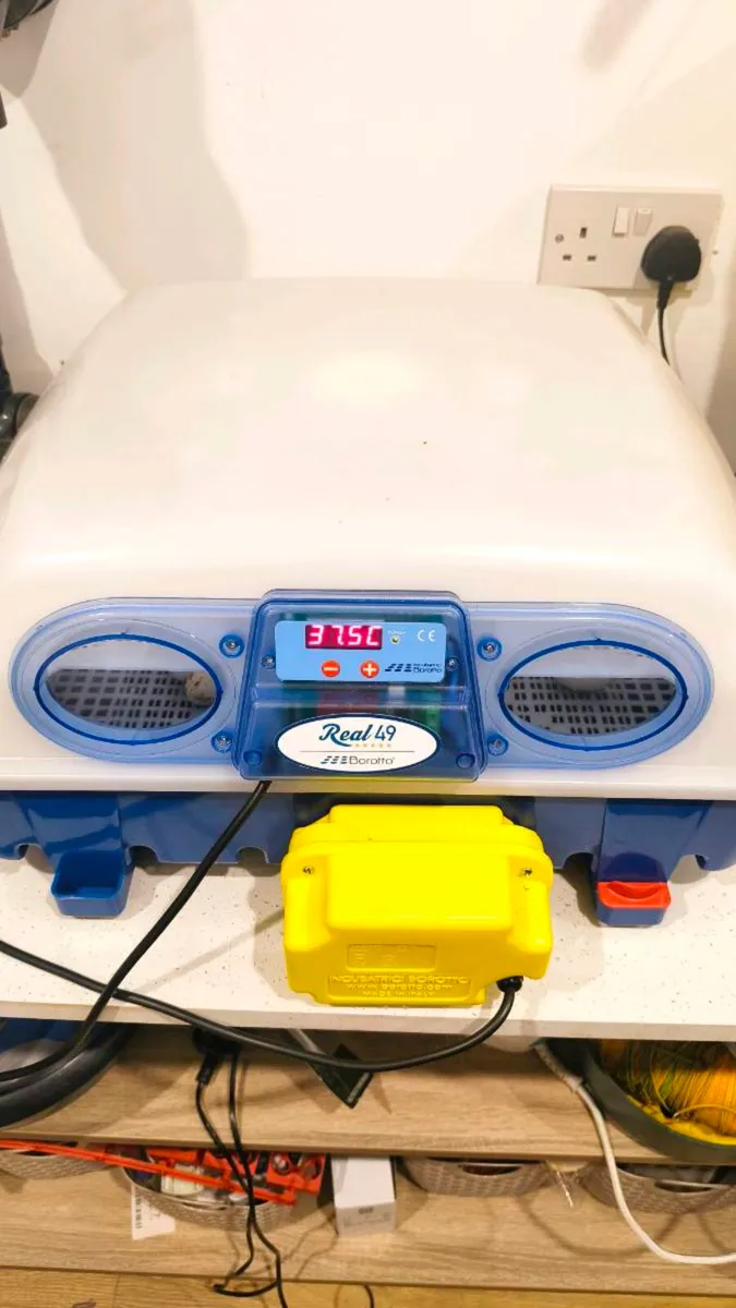 Incubator - Image 2