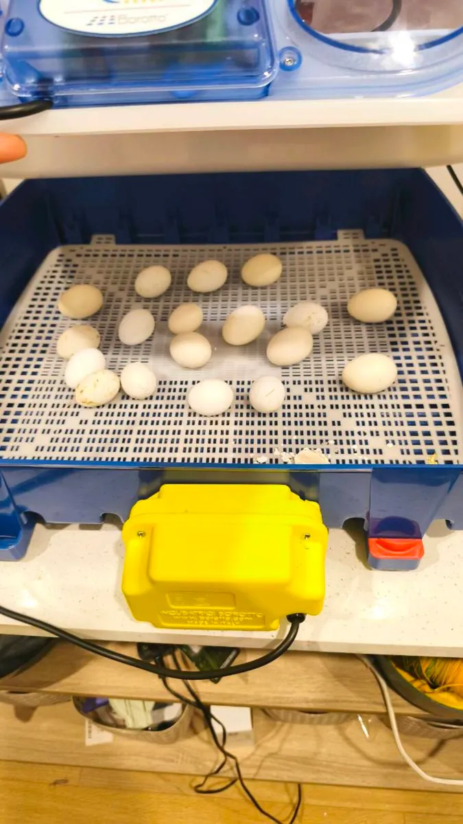 Incubator - Image 3