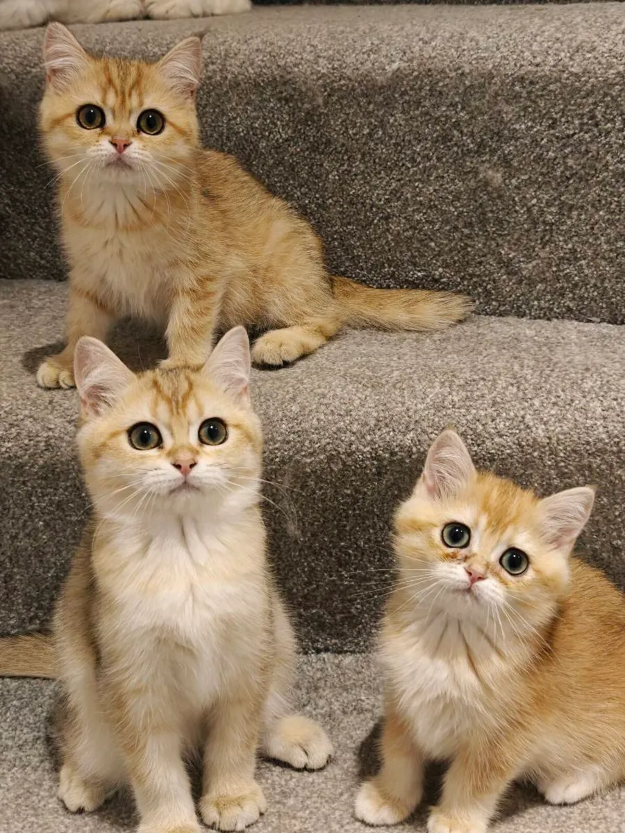 British Short hair kittens - Image 1