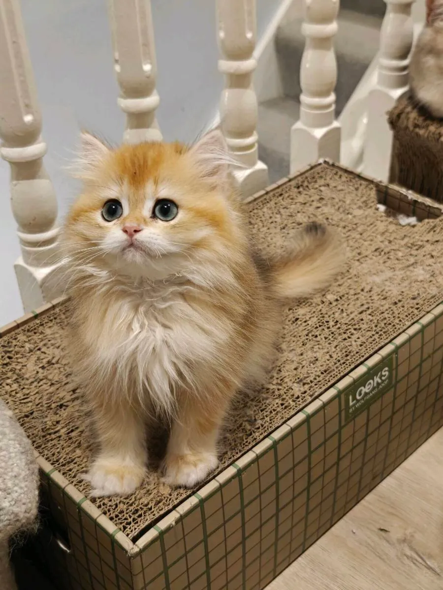 British Short hair kittens - Image 3