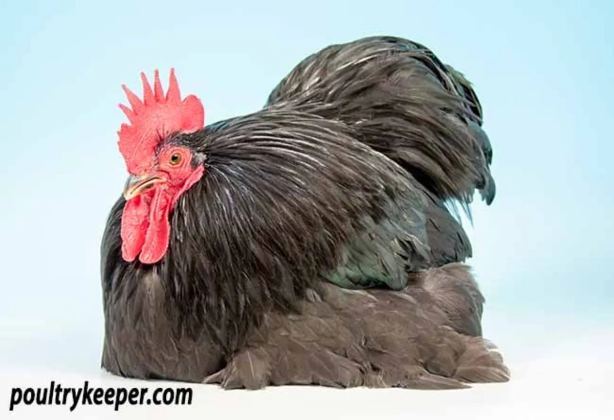 Wanted Show quality pekins - Image 2