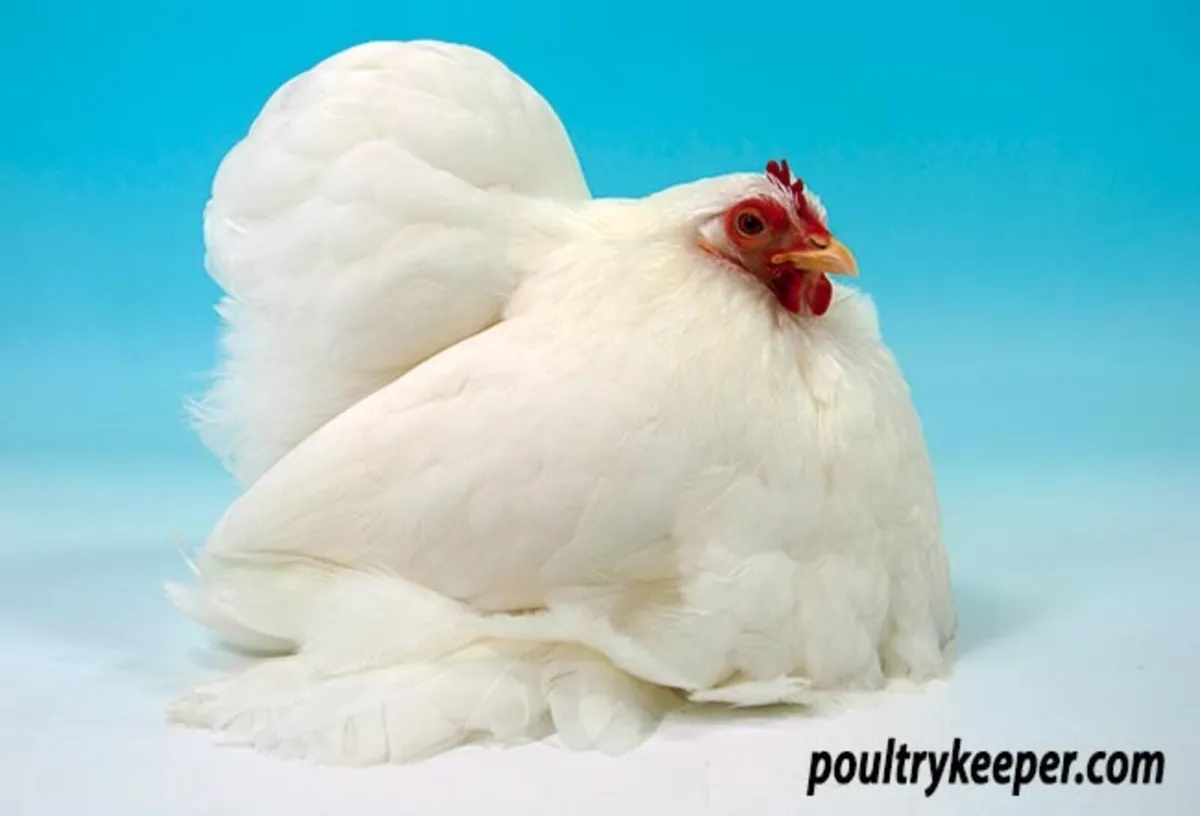 Wanted Show quality pekins - Image 1