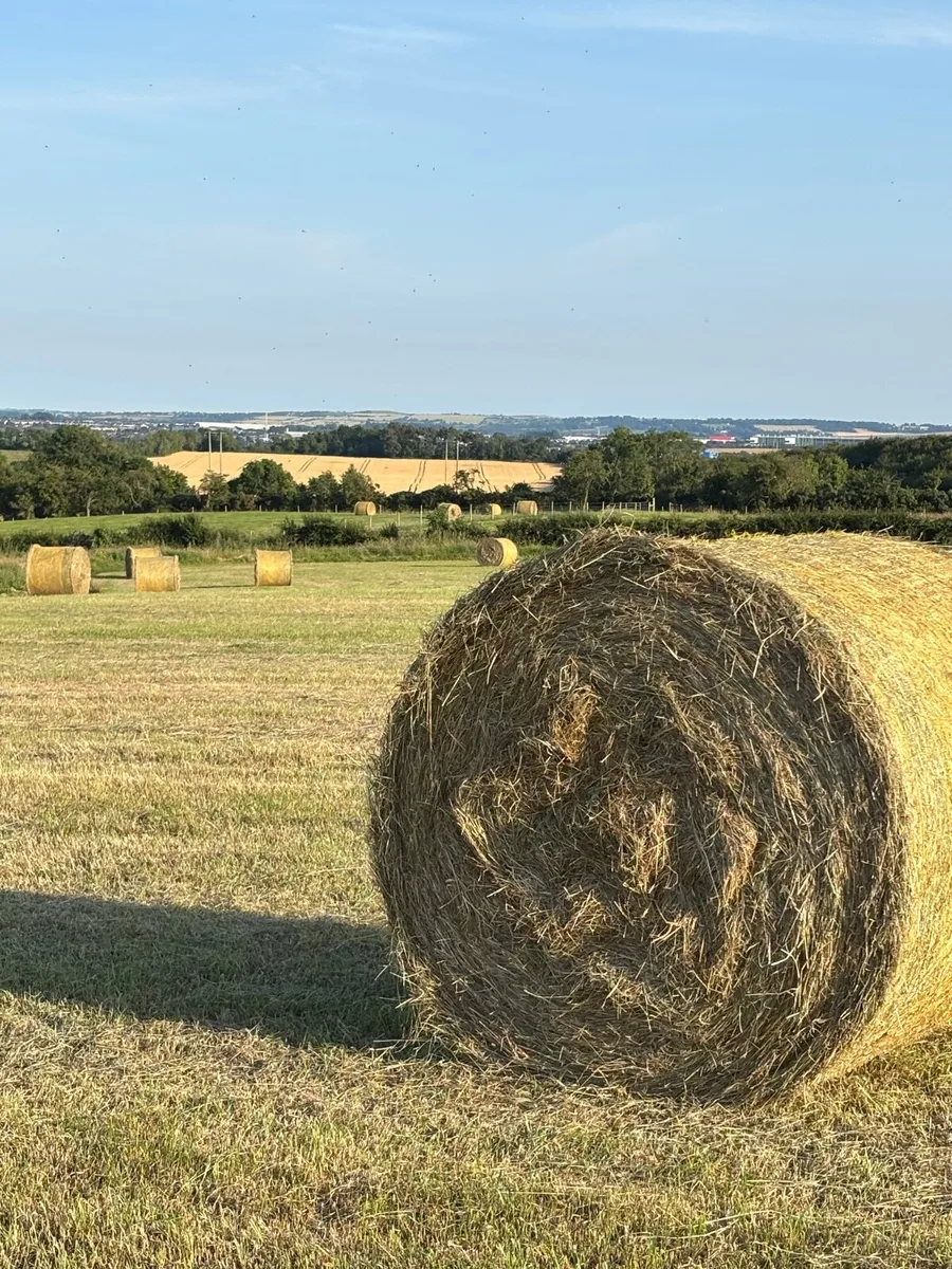 Hay round bales - Image 1