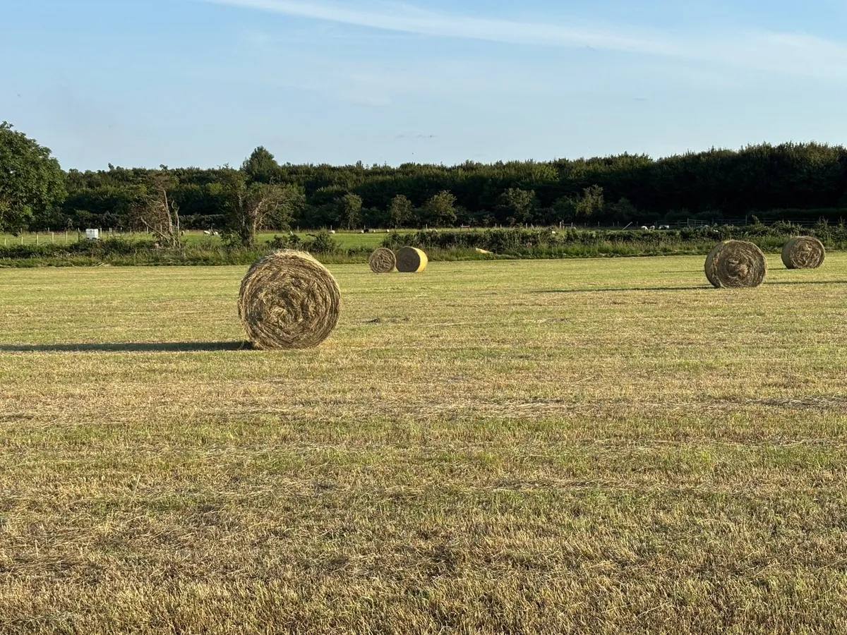 Hay round bales - Image 2