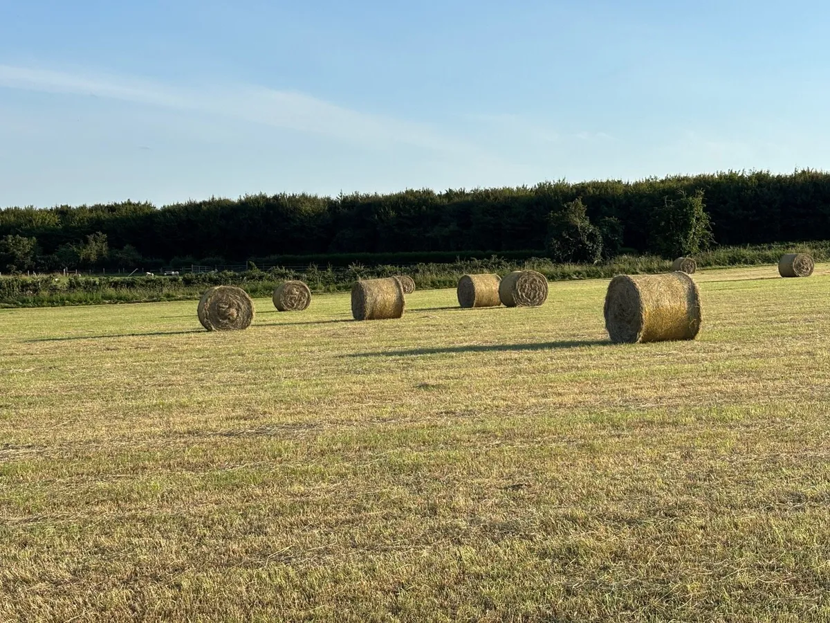 Hay round bales - Image 3