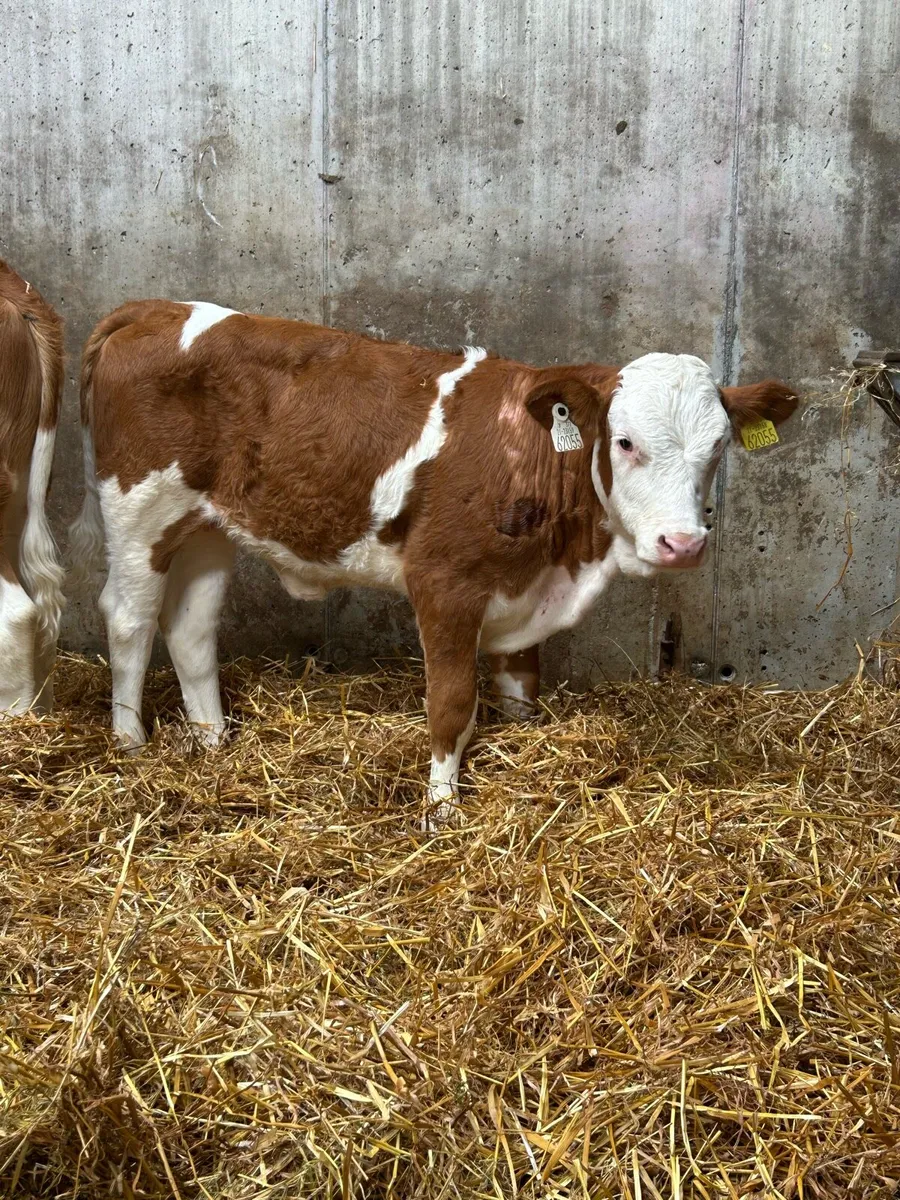 2 Simmental Heifer Runners - Image 2