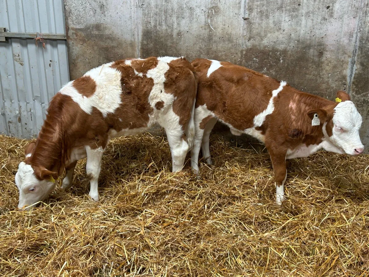 2 Simmental Heifer Runners - Image 3
