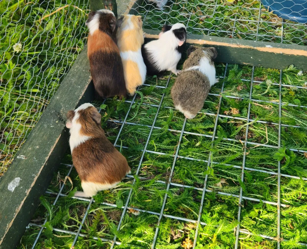 Guinea pigs - Image 3