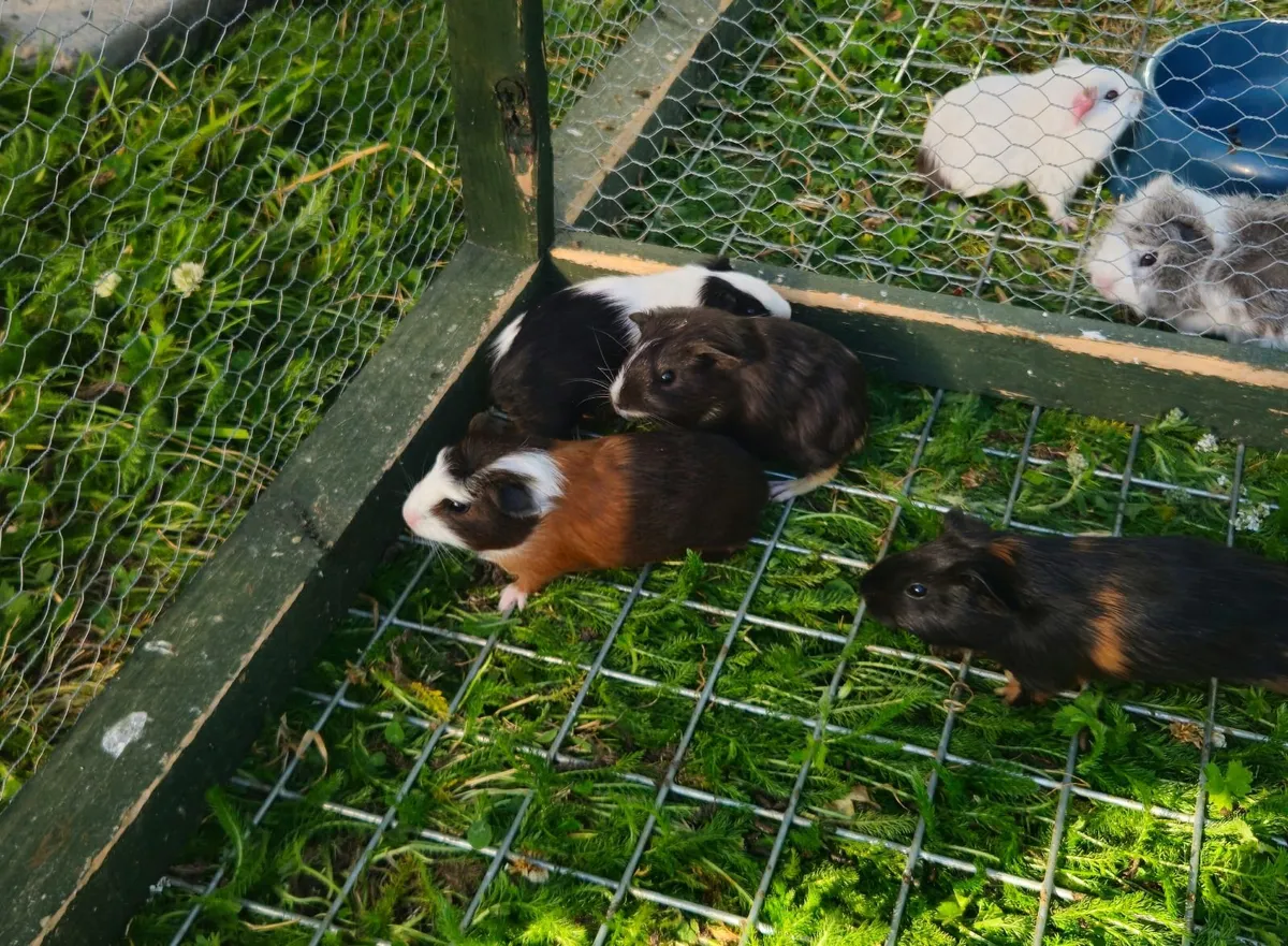 Guinea pigs - Image 2