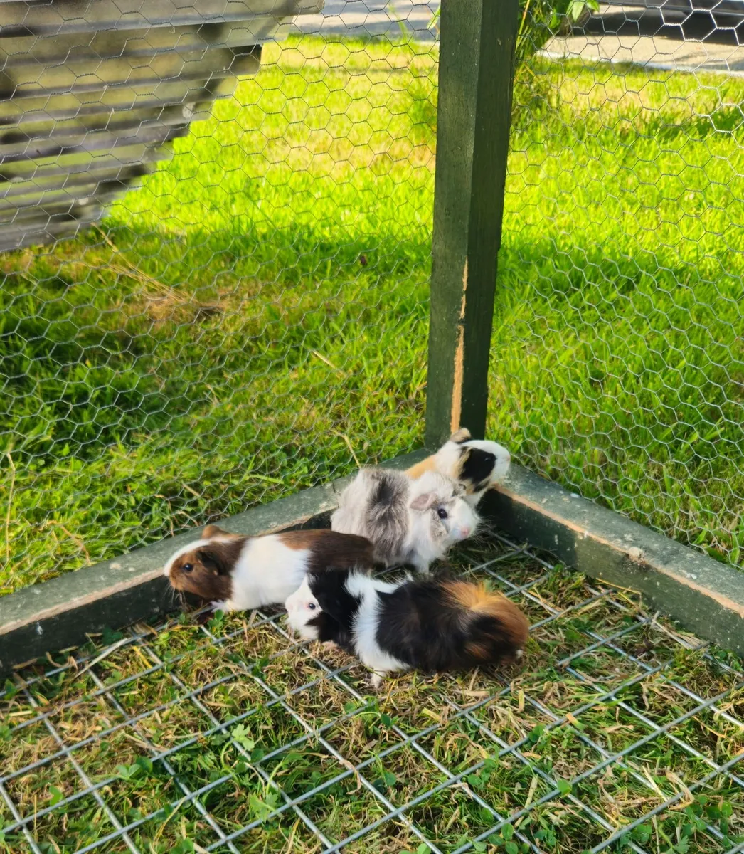 Guinea pigs - Image 4