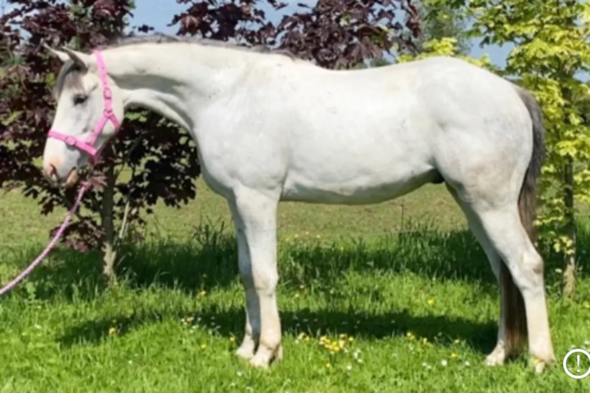 4 year old gelding - Image 1