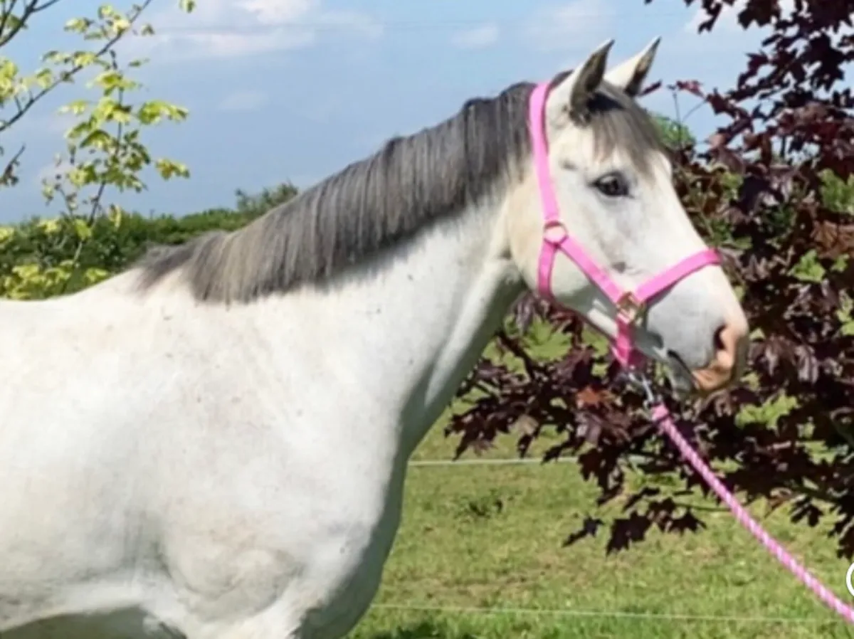 4 year old gelding - Image 2