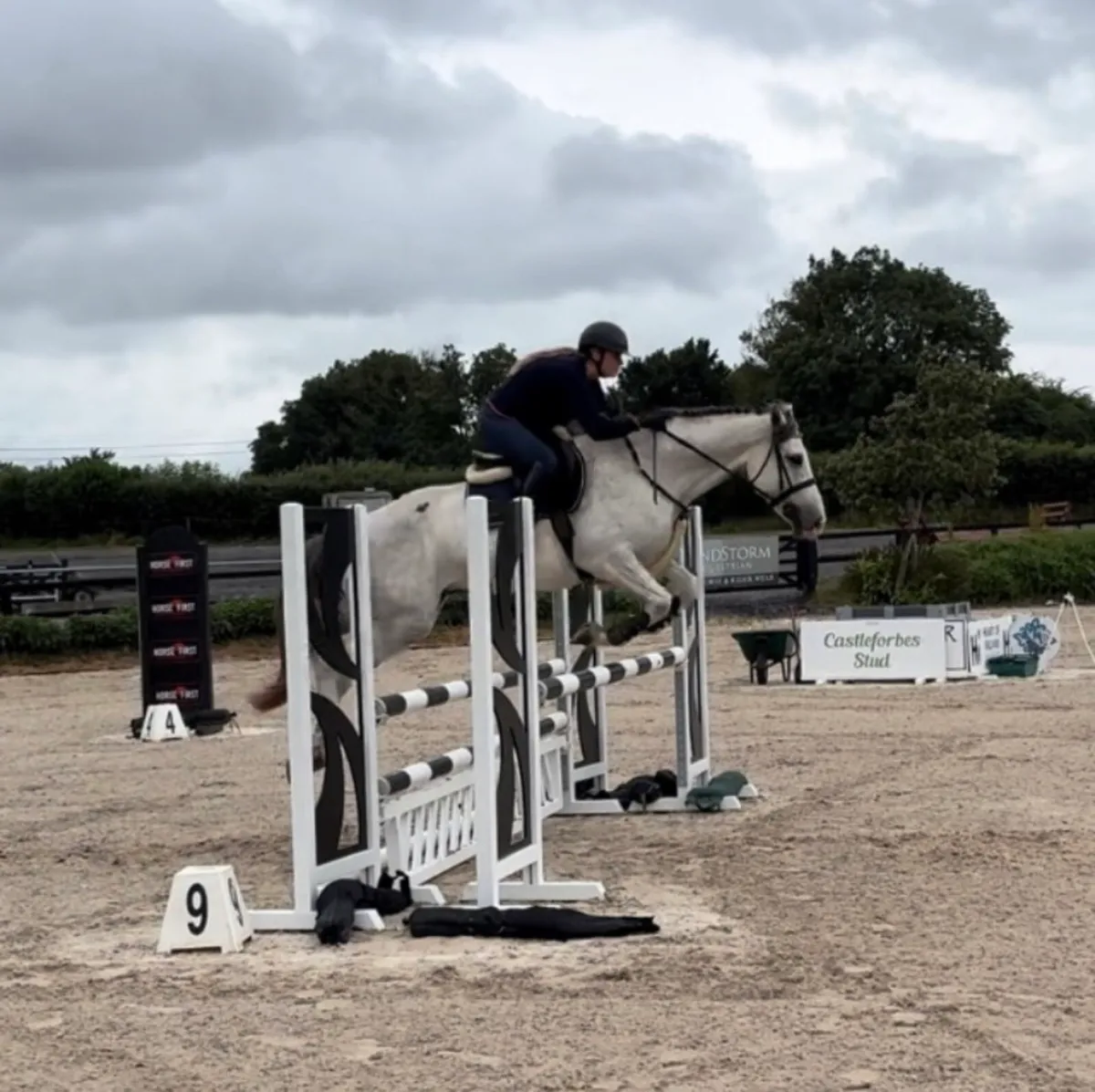4 year old gelding - Image 3