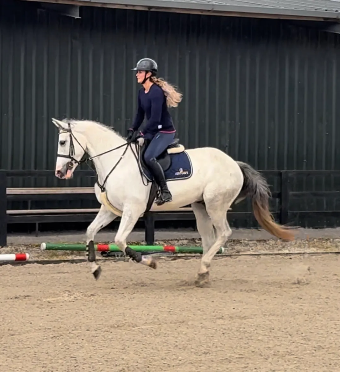 4 year old gelding - Image 4