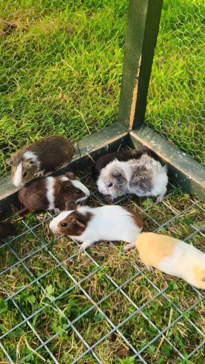 Guinea pigs - Image 1