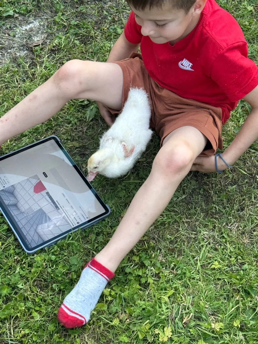 domestic duck free to take home - Image 3