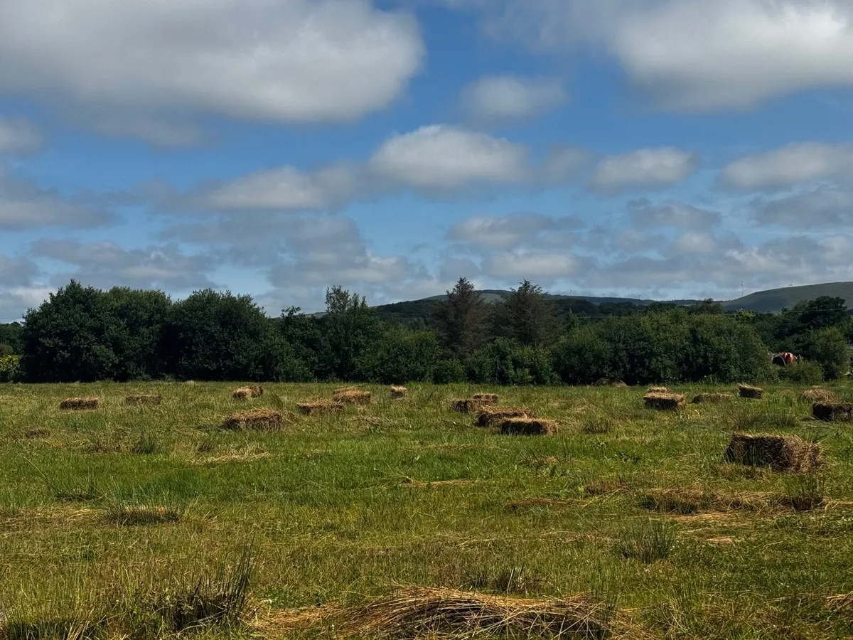 Small square bales of rushes