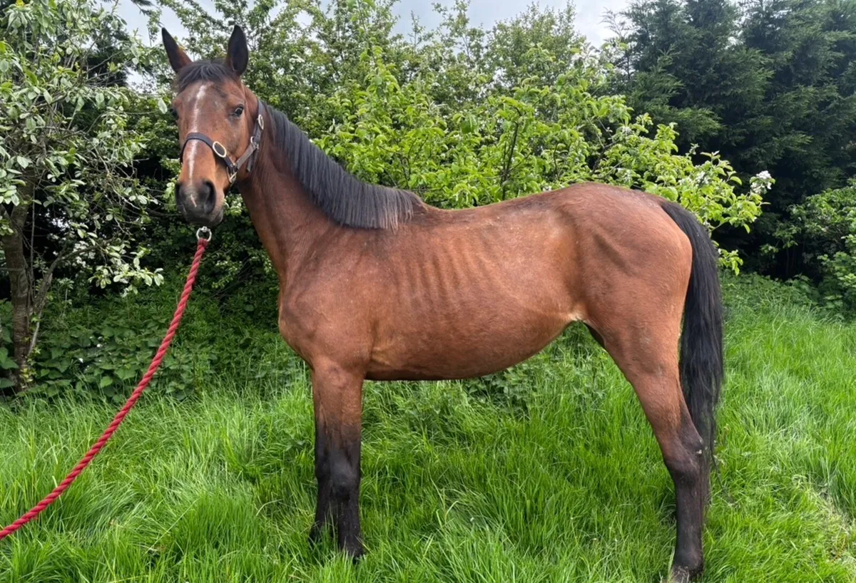 Mare - Image 2