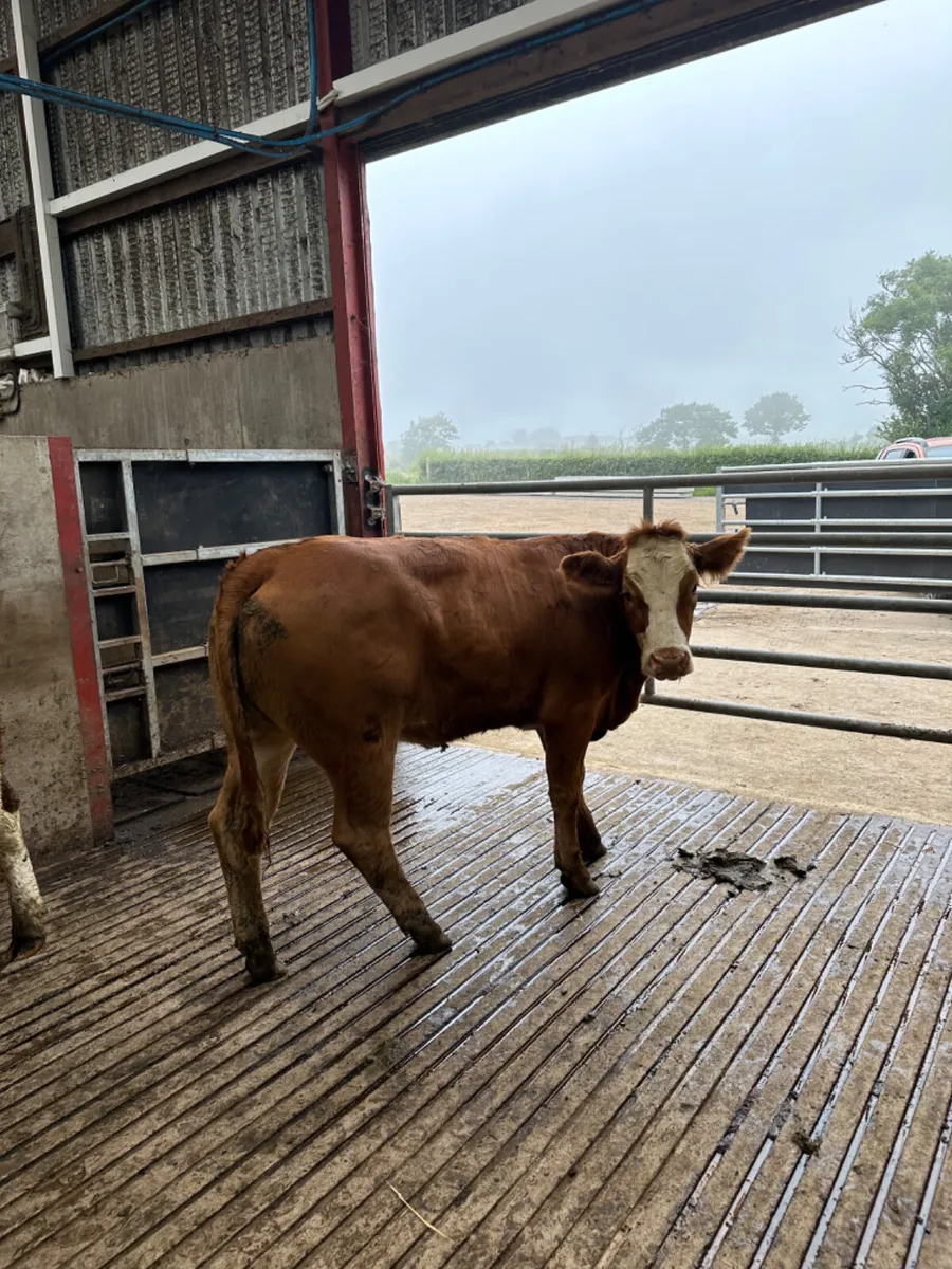 Simmental Bulling heifers - Image 2