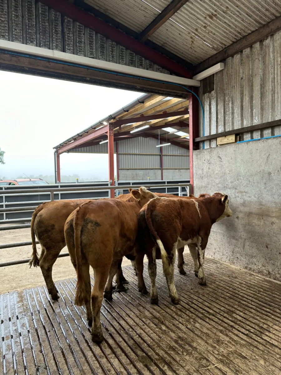 Simmental Bulling heifers - Image 4