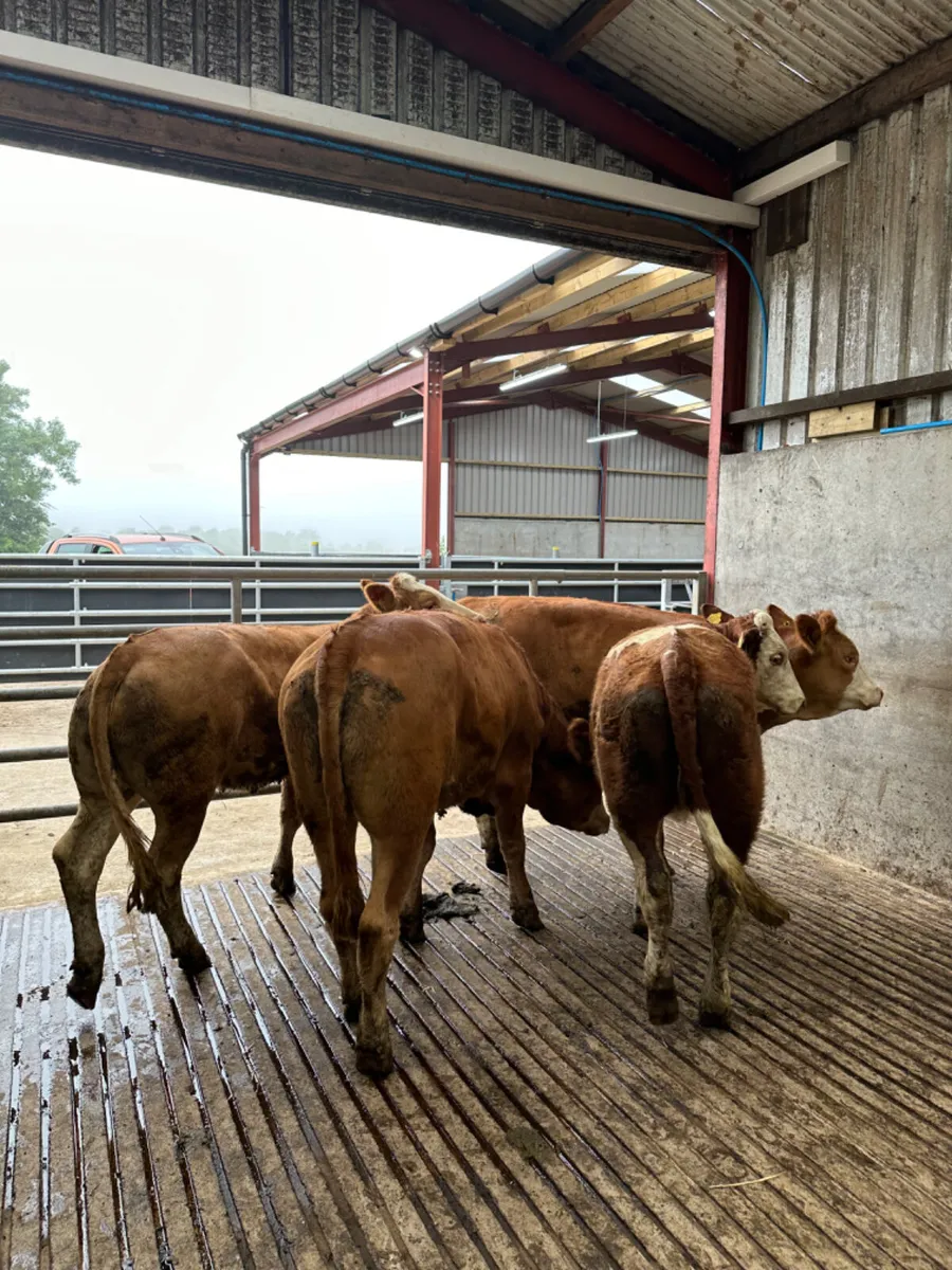 Simmental Bulling heifers - Image 3