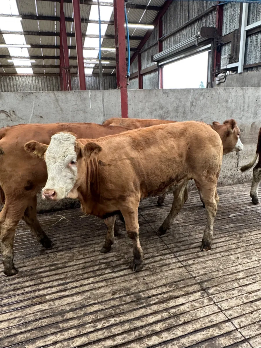 Simmental Bulling heifers - Image 1