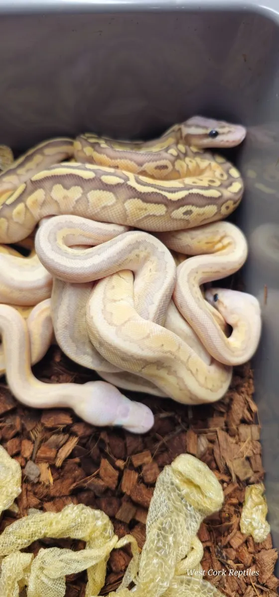 Reptiles - Image 3