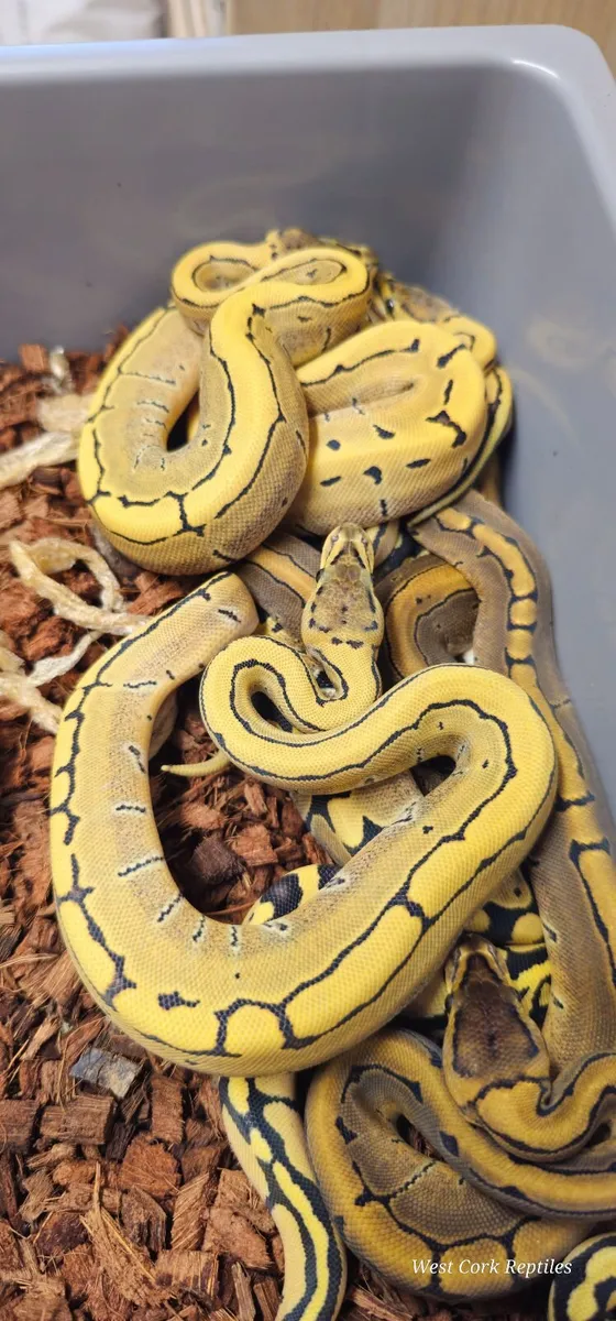 Reptiles - Image 4