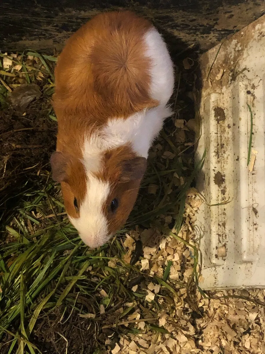 Two male Ginny pigs