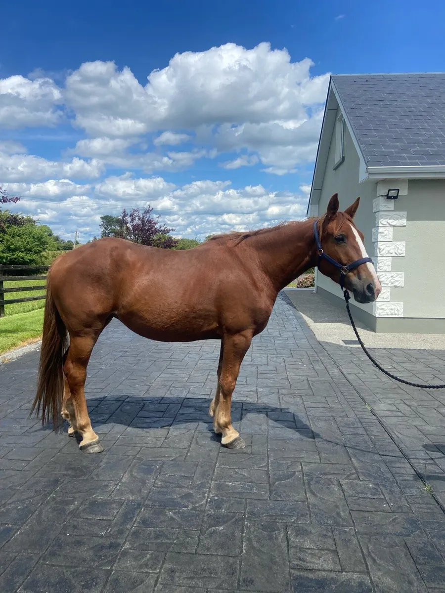 Horse - Image 1