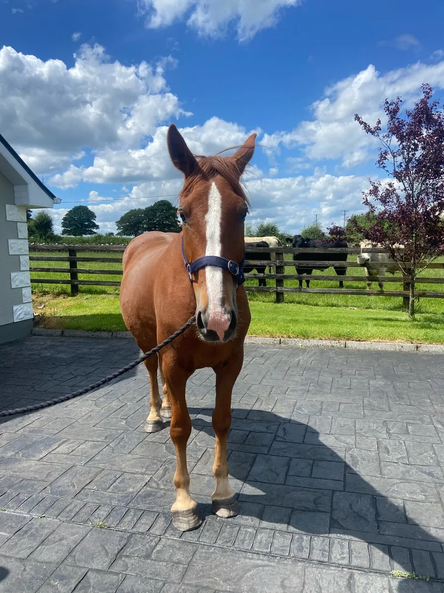 Horse - Image 2