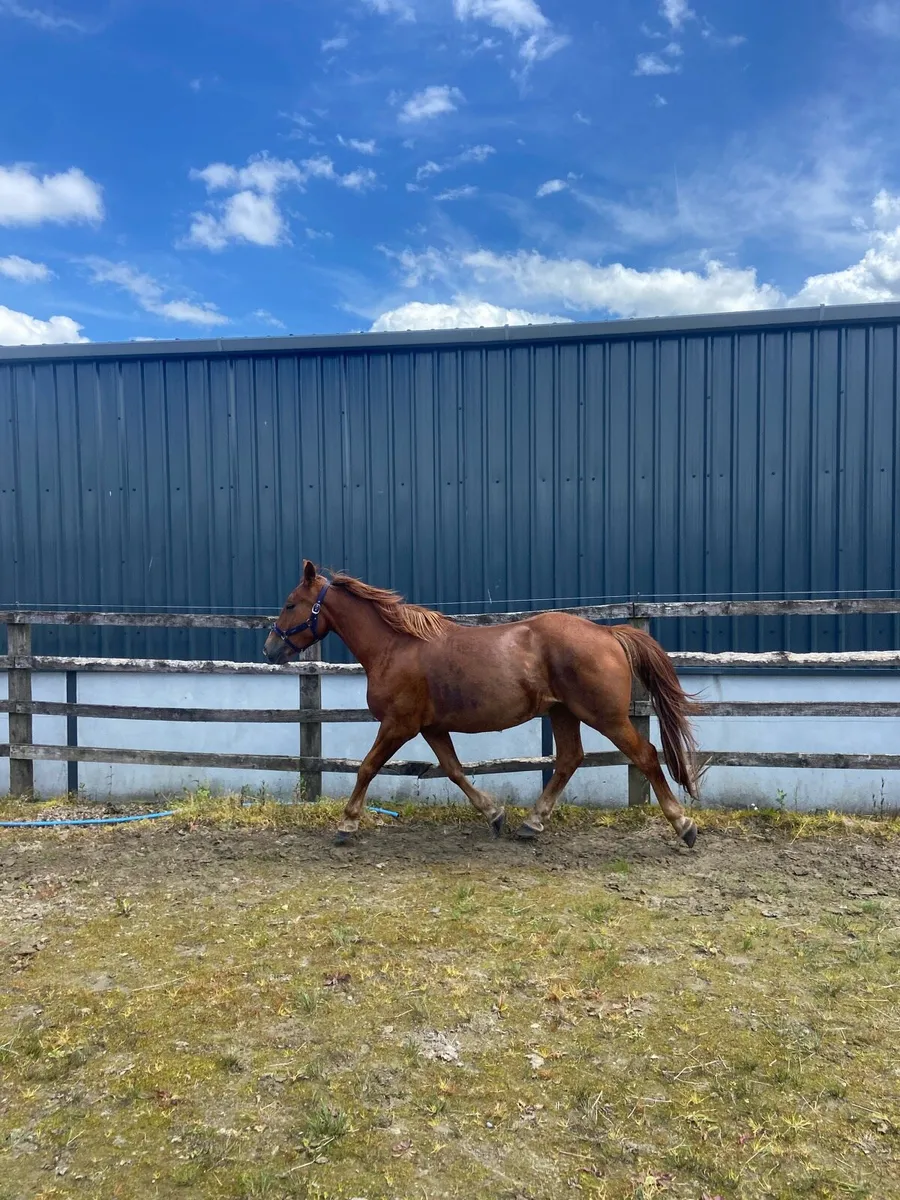 Horse - Image 3