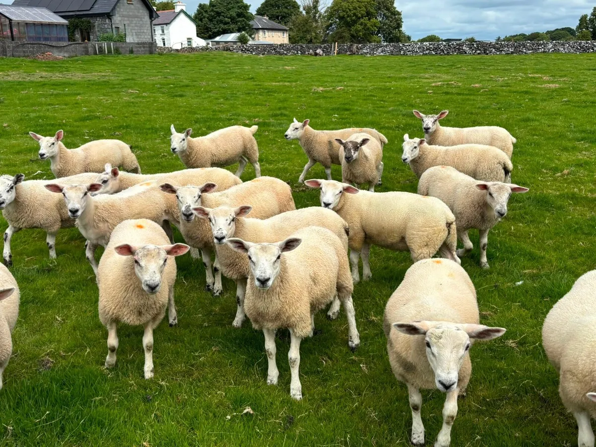 Quailty Texel Wether Lambs - Image 2
