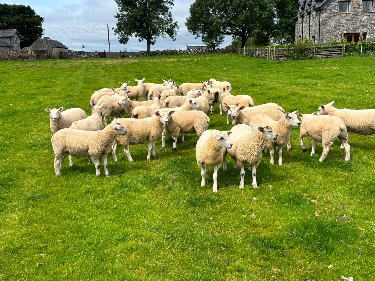 Quailty Texel Wether Lambs - Image 3