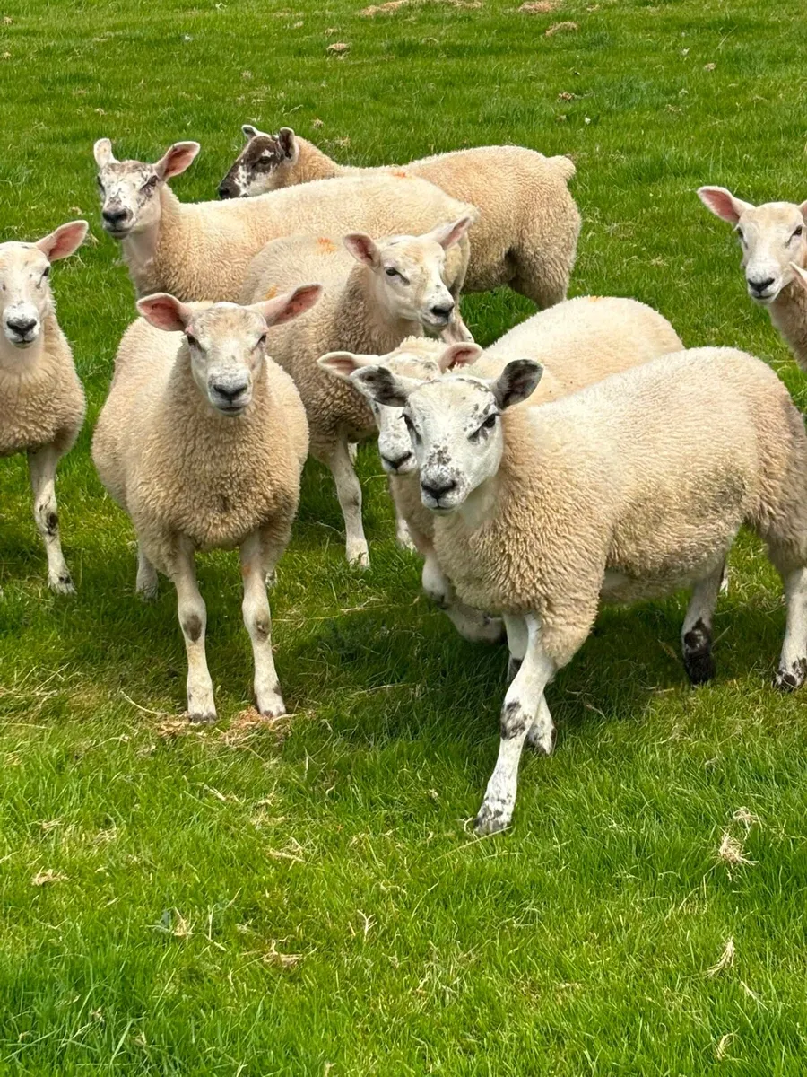Quailty Texel Wether Lambs - Image 4