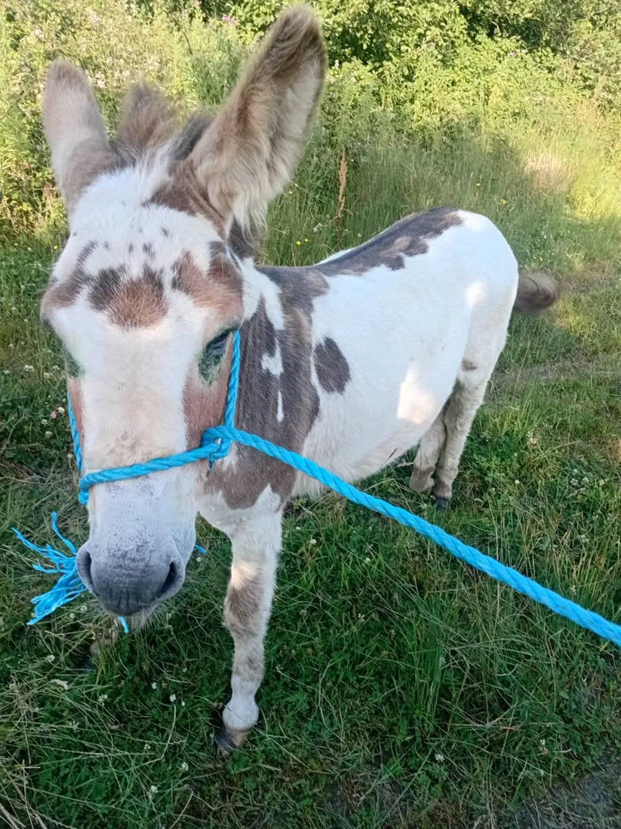 Jack donkey - Image 1