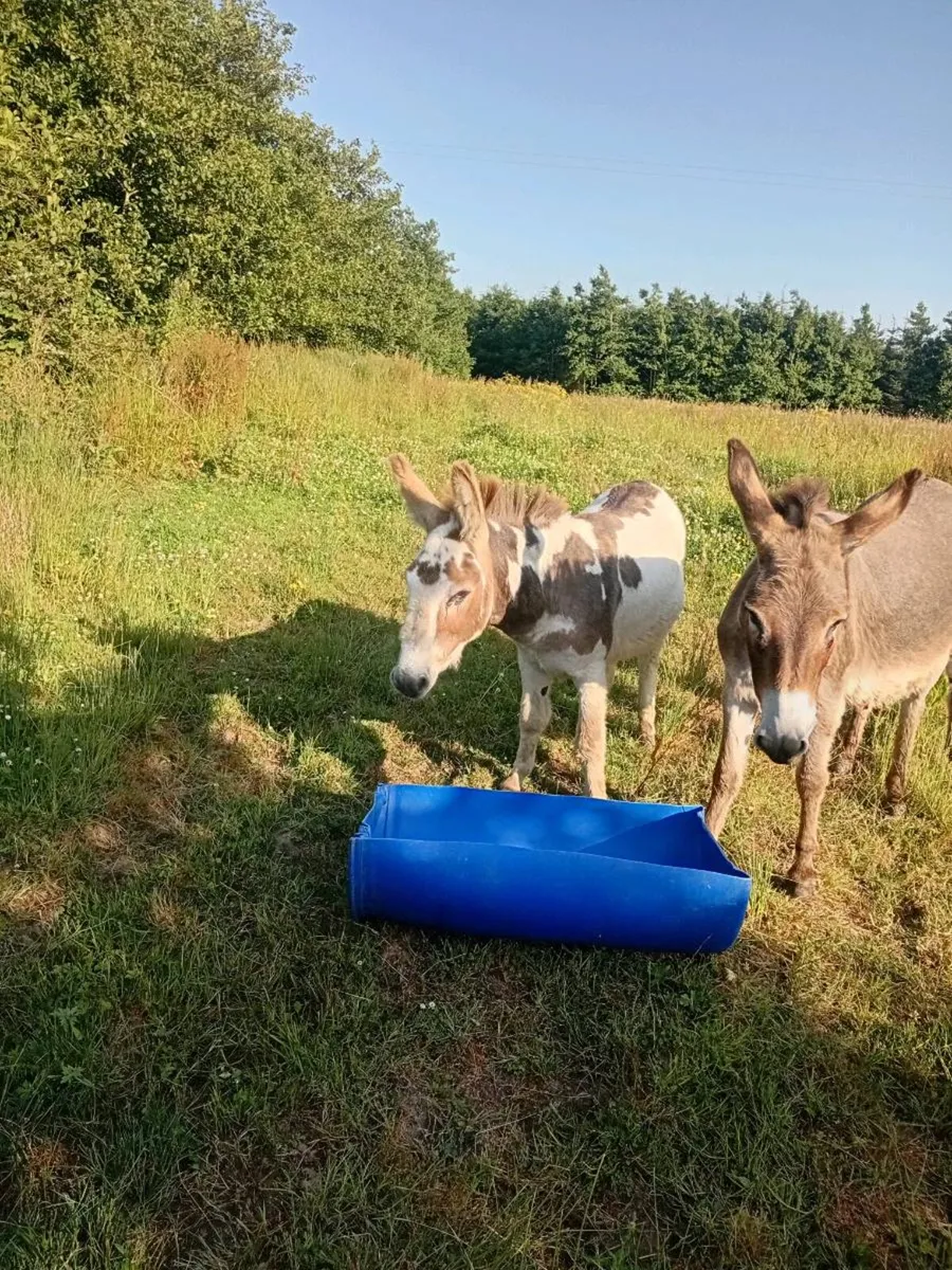 Jack donkey - Image 2