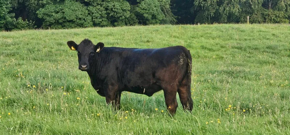 Organic Heifers Carnaross Mart Thurs 16th July - Image 4