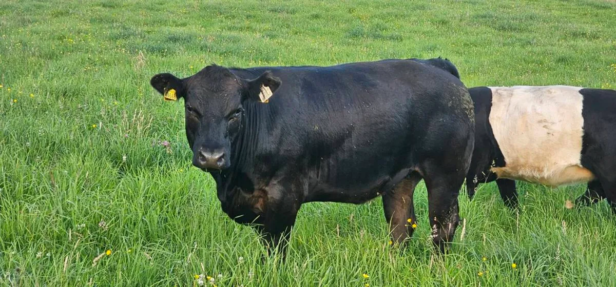 Organic Heifers Carnaross Mart Thurs 16th July - Image 1