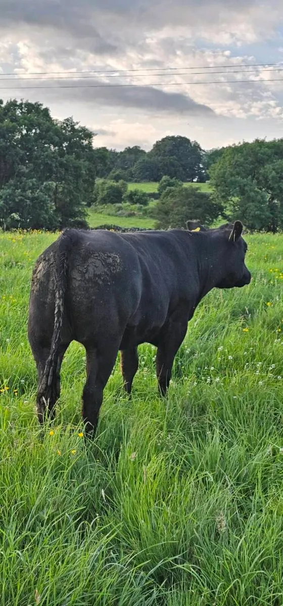 Organic Heifers Carnaross Mart Thurs 16th July - Image 2