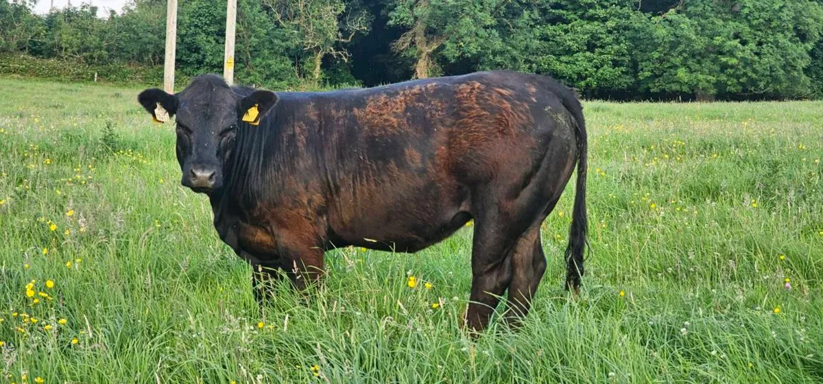Organic Heifers Carnaross Mart Thurs 16th July - Image 3