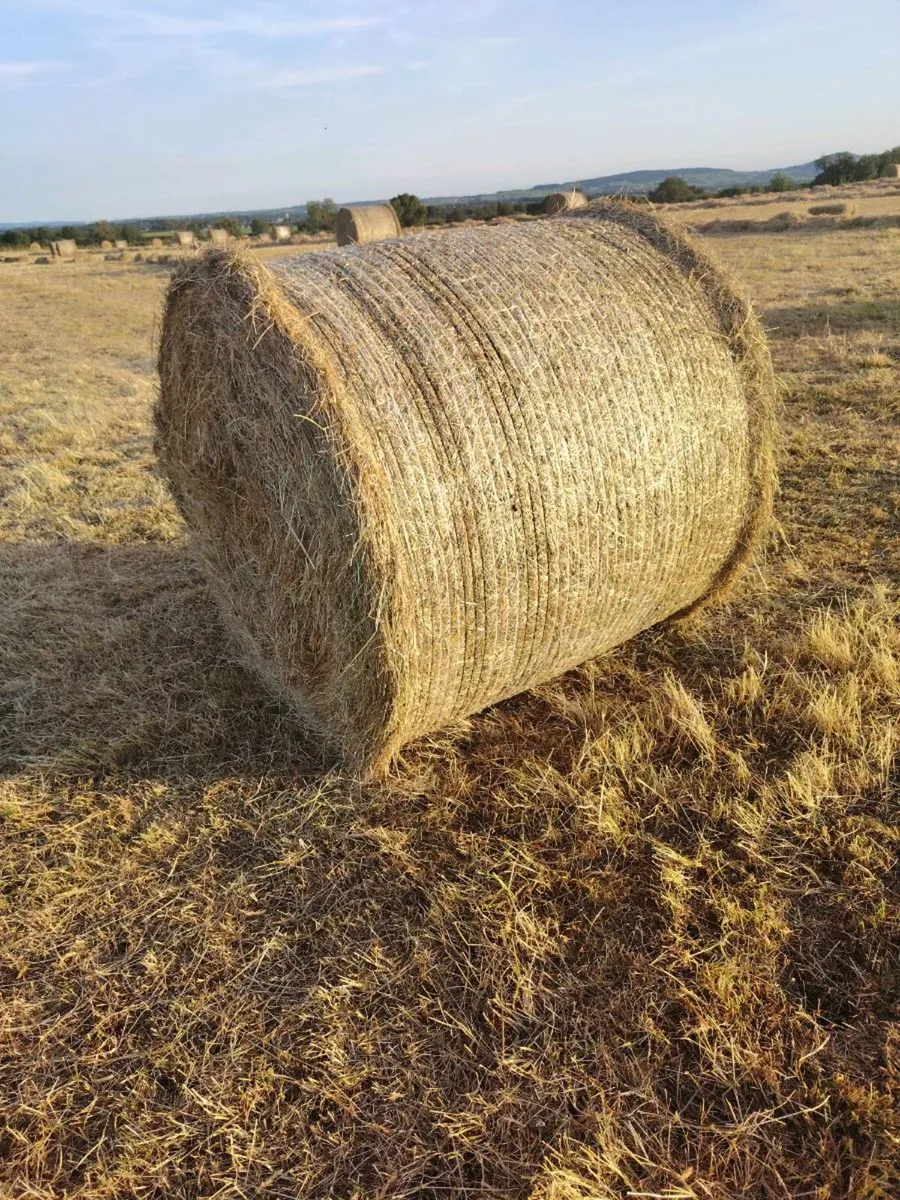 Haylage and silage suitable for horses and cattle - Image 1