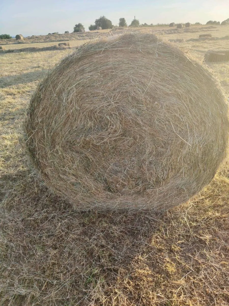 Haylage and silage suitable for horses and cattle - Image 2