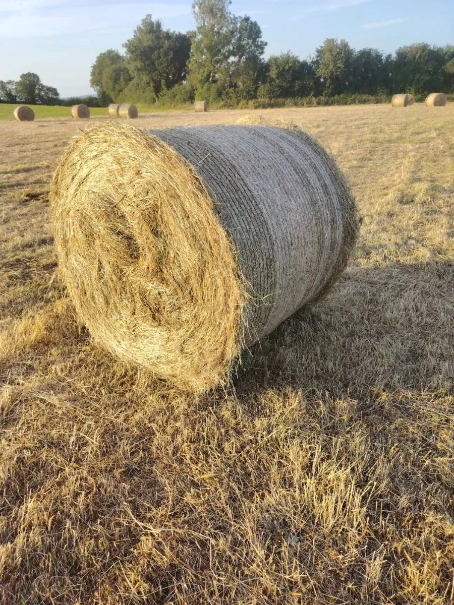 Haylage and silage suitable for horses and cattle - Image 3