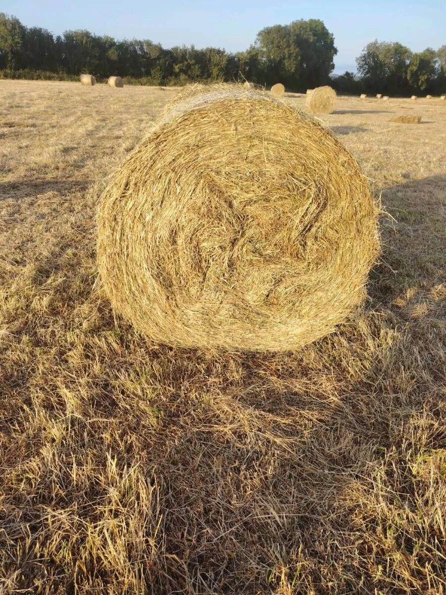 Haylage and silage suitable for horses and cattle - Image 4