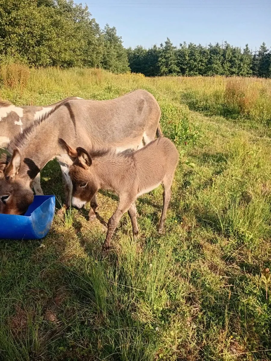Jack donkey - Image 3