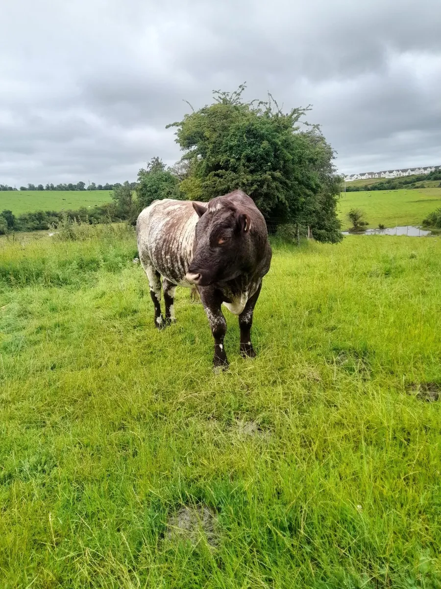 Shorthorn Bull - Image 3